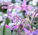OX-TONGUE BORAGO OFFICINALIS