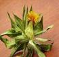 SAFFLOWER HERBS1 SAFFLOWER HERBS1