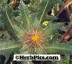 THISTLE BENEDICTUS