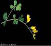 WILD INDIGO TINCTORIA WILD INDIGO TINCTORIA