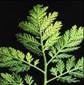 WORMWOOD HERBS1 WORMWOOD HERBS1