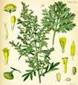 WORMWOOD HERBS2 WORMWOOD HERBS2