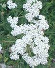YARROW ACHILLEA YARROW ACHILLEA