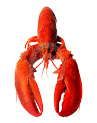 Lobster Lobster
