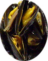 Mussels Mussels