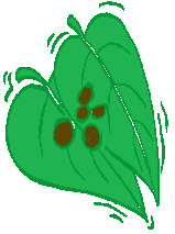 Betel Leaf (Paan)