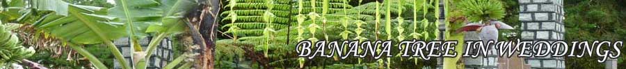 Banana Tree in Weddings