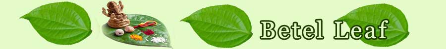 Significance Of Betel Leaf