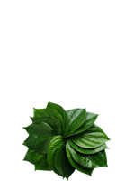 Betel Leaf