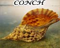 Blowing Conch