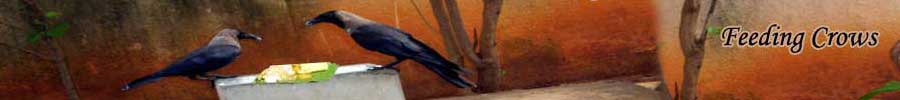 Significance of Feeding Crows