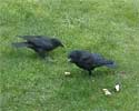 Feeding Crows