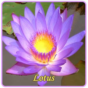 Colourful Lotus
