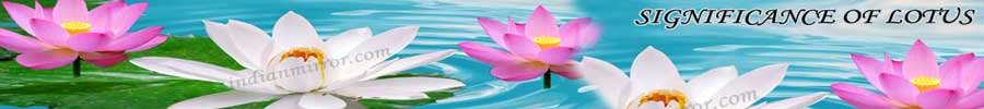 Significance Of Lotus Flower