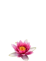Unique Lotus