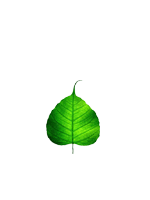 Peepal Leaf