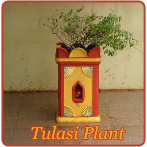 Tulasi Plant