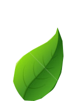Tulasi Leaf
