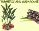Turmeric Sugarcane
