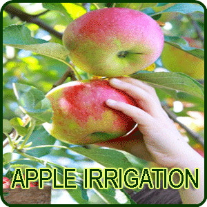 Apple Irrigation