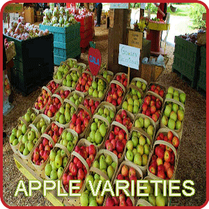 Kashmir Apple- Varieties