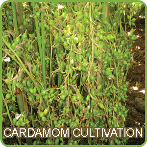 Cardamom Cultivation