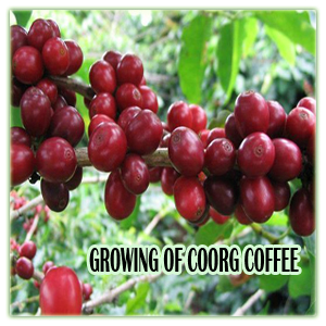Growing of Coorg Coffee