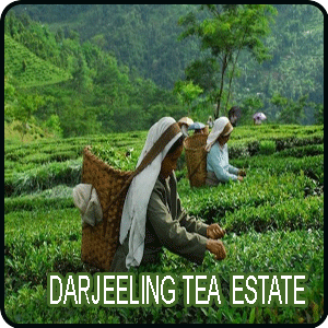 Darjeeling Tea Estate
