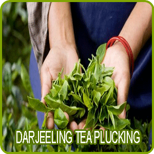 Darjeeling Tea Plucking