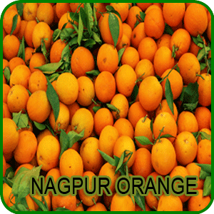 Nagpur Orange Cultivation