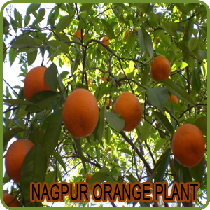 Nagpur Orange Plant