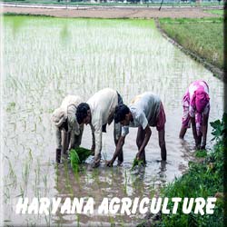 Haryana land
