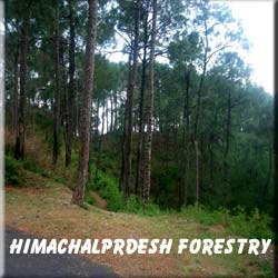 Himachal pradesh forestry