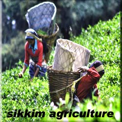 Sikkim agriculture