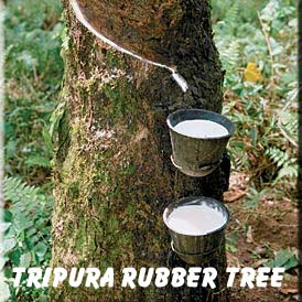 Tripura rubber tree