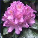 Bell RhododendronFlower