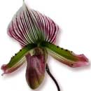 Lady slipper orchidFlower