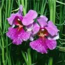 Noble orchidFlower