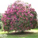 Pink-Bell RhododendronTree