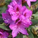 RhododendronFlower