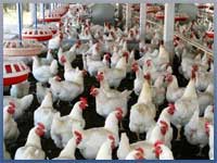 Indian Poultry Industry
