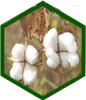 Indian cotton at A Glance in 2015 - 2016