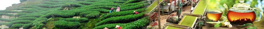 Indian Tea Industry