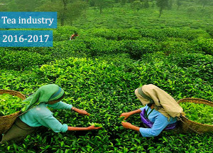 Indian Tea Industry in 2016-2017