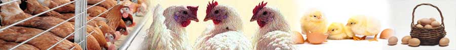 Indian Poultry Industry