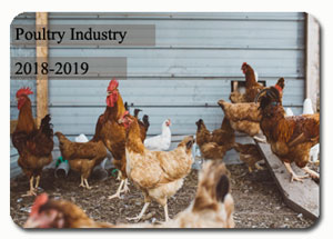 2018-2019 Indian Poultry Industry