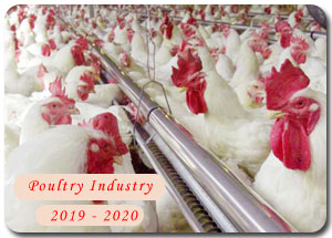 2019-2020 Indian Poultry Industry