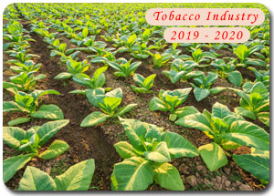 2019-2020 Indian Tobacco Industry