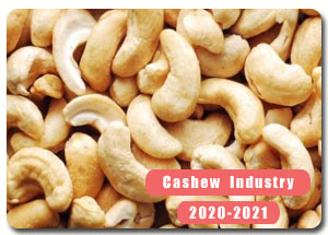 2020-2021 Indian Cashew Industry