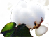 Indian Cotton Industry